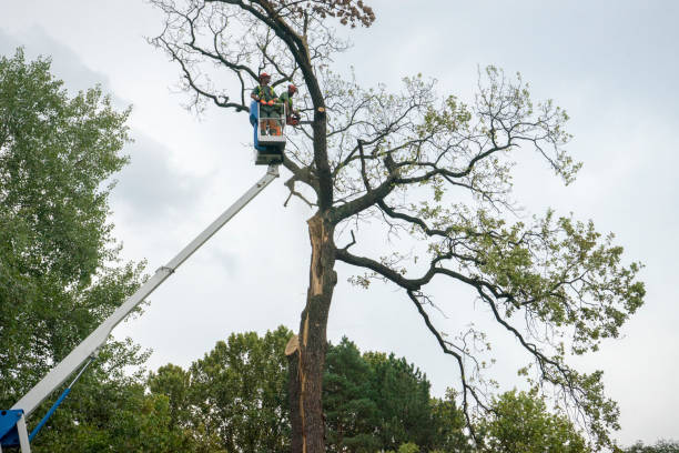 How Our Tree Care Process Works  in  Mount Prospect, IL