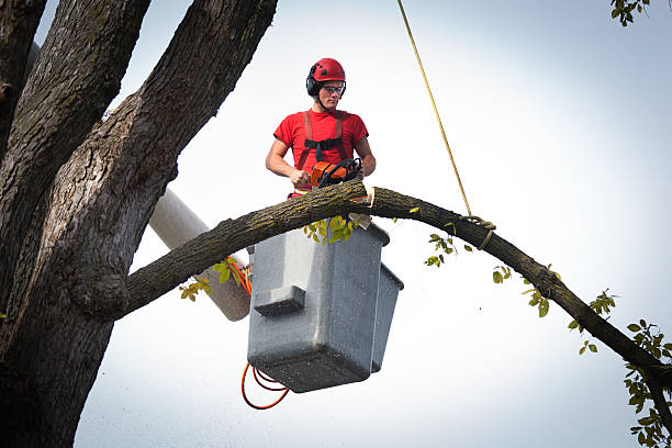 Best Hazardous Tree Removal  in Mount Prospect, IL