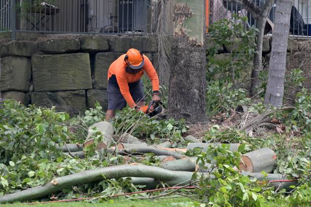 Leaf Removal