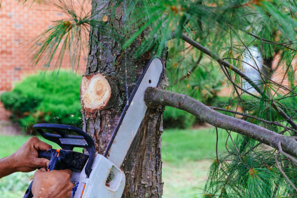 Mount Prospect, IL Tree Care Services Company